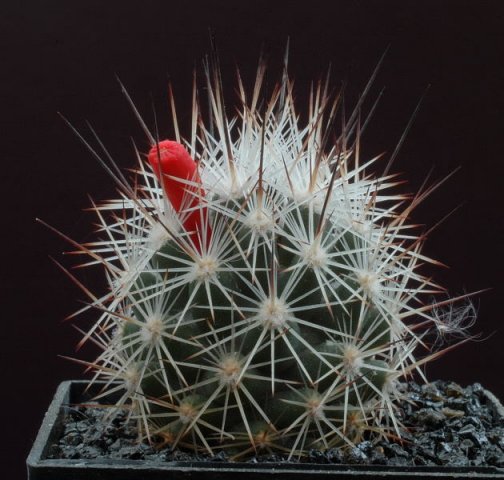 Escobaria_muehlbaueriana